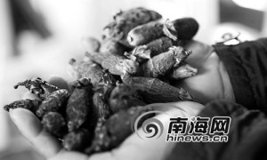 价格跌至历史最低 海南槟榔村准备“集体改行”