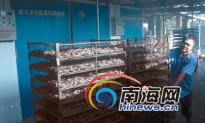 农民发明槟榔烘干机 一次可烘干4000公斤