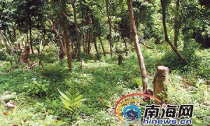 逐步蚕食扒皮枯死水源林 天然林正被槟榔树蚕食