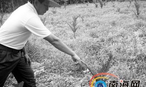 邻家羊儿咬坏槟榔苗 农场副主任带老婆挥刀砍羊