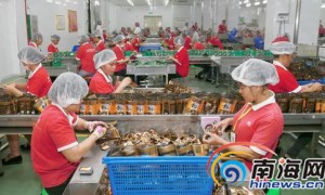 万宁拓展槟榔发展空间 贫困户每月赚三五千