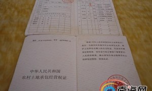 一农户种千余槟榔被砍 林业局：正常执法