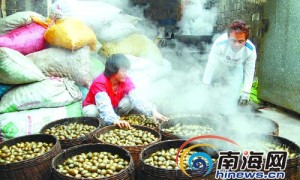 槟榔利海南 宋元明清赋税1/3出自槟榔贸易