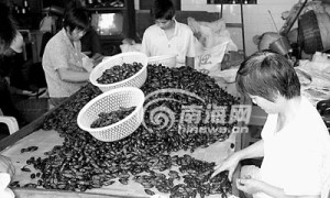 槟榔主产地卖外地品牌 海南槟榔怎样才嚼透？