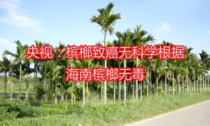  CCTV: No scientific basis for areca carcinogenesis; Hainan areca has no toxic side effects