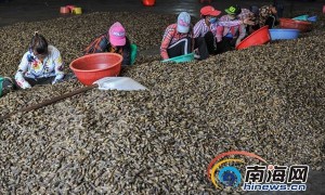  "Green" should be the first word in betel nut processing