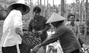 今年海南槟榔干果最高卖到40元/斤 农户喜出望外