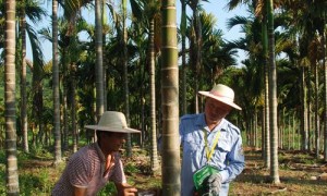 中建农场槟榔种植户采用新方法防治黄化病